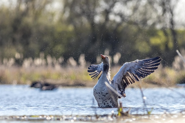 Greylag goose Anser anser