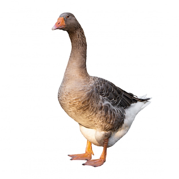 Greylag гусь Anser на белом фоне