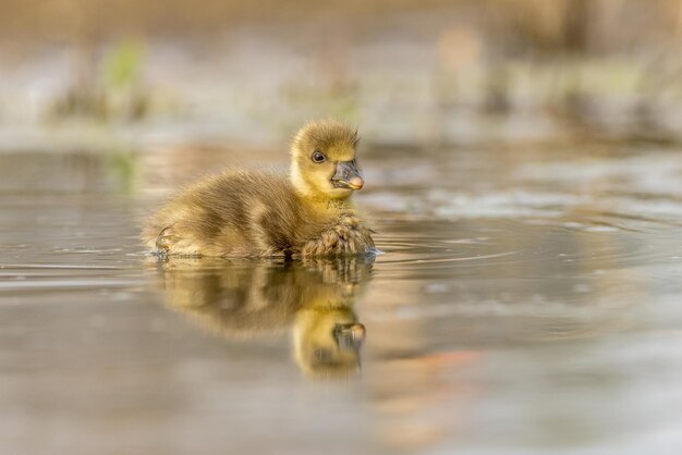 写真 ハイイロガンのひよこ