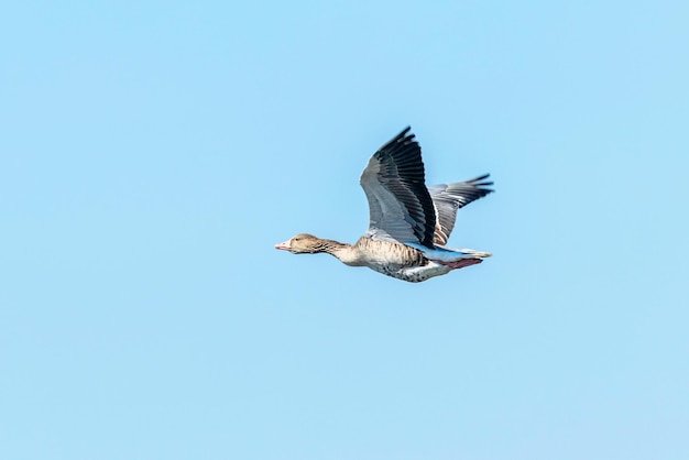 Photo greylag goose flight (anser anser)