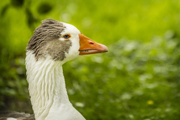 The Greylag Goose Greylag Goose or Greylag Goose