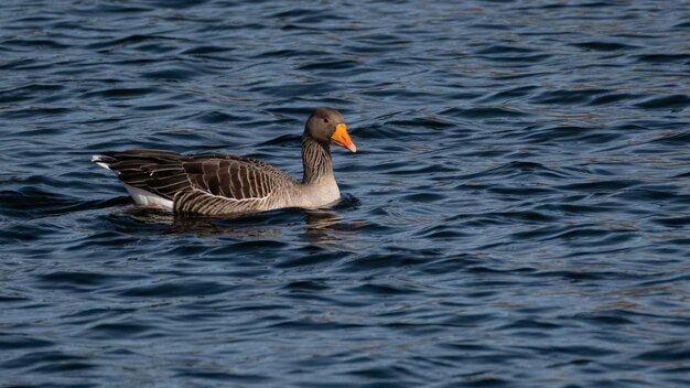 Greylag goose majestic and handsome