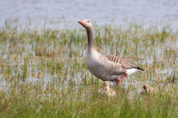 Greylag goose mother with her juveniles walking in swamp