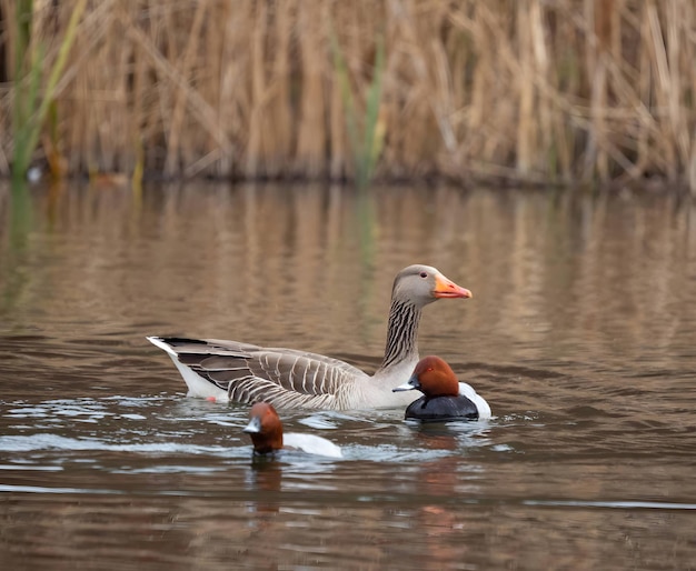 Photo greylag goose on the water with reeds in the background