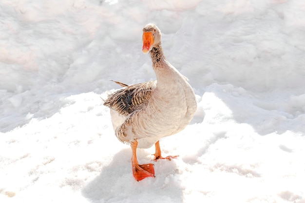 写真 グレイラグ・グース・ブラウン・アヒルが野外で雪の上を歩いています 野外で野外で野外で野外で野外で野外で野外で野外で野外で野外で野外で