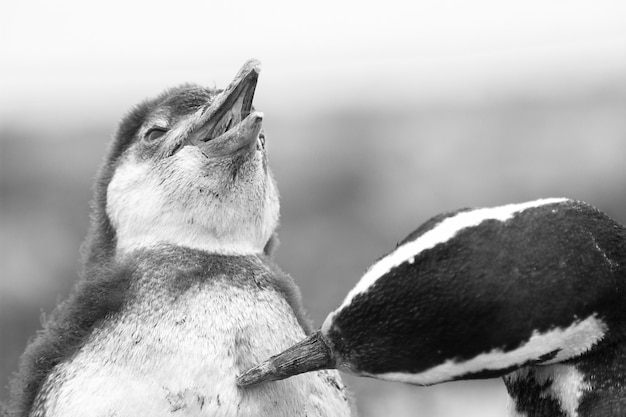 互いに遊んでいる2匹のかわいいペンギンのグレースケールのクローズアップショット