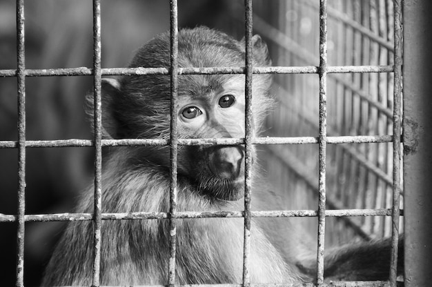 Greyscale shot van een trieste aap in een kleine oude kooi - conceptie: gevangenschap