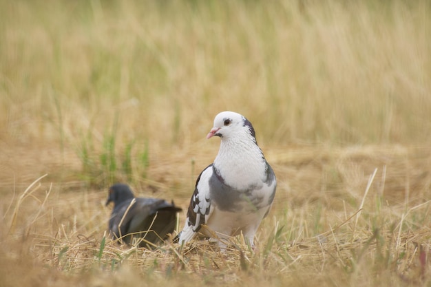 greywhite pigeon in dry grass