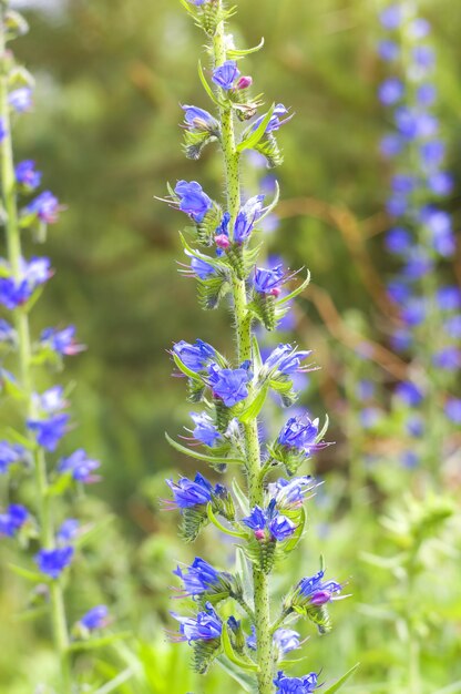 Griekse valeriaan Polemonium caeruleum