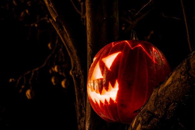 Griezelige Halloween-pompoenlantaarn op een oude boom bij nacht in de duisternis