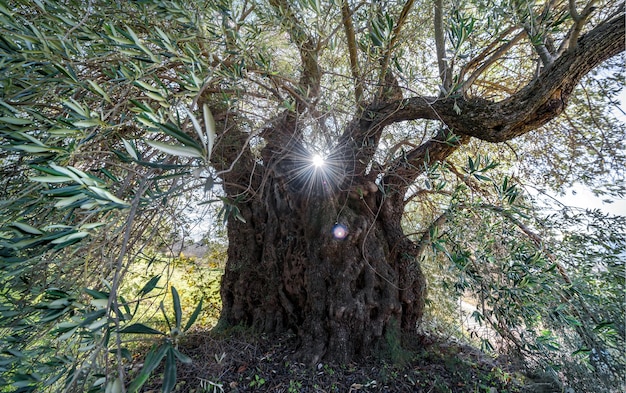 Griezelige misvormde olijfboom met zon schijnt door verwrongen takken en lensflare