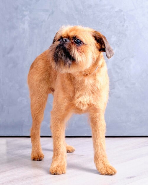 Griffin dog close-up stands on a gray background.