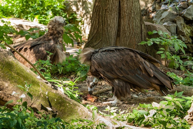 Griffioenen in groene grasclose-up