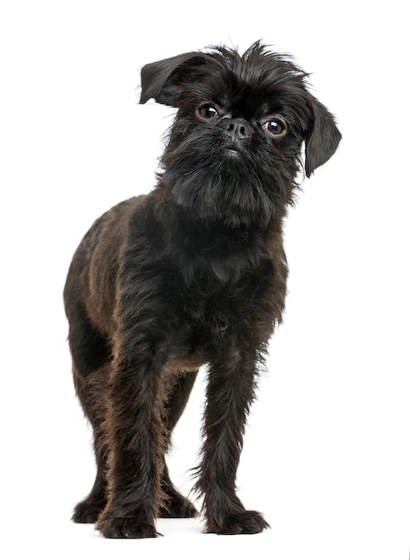 Griffon Bruxellois looking at the camera isolated on white