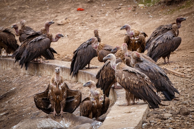 Griffon gier in een gedetailleerd portret, staande op een rots die toezicht houdt op zijn grondgebied