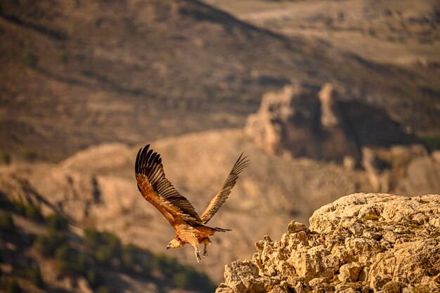 Griffon Gier of Gyps fulvus tijdens de vlucht