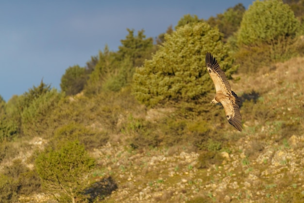 Griffon gier vliegt over de bomen met groene bladeren in het voorjaar in de schemering