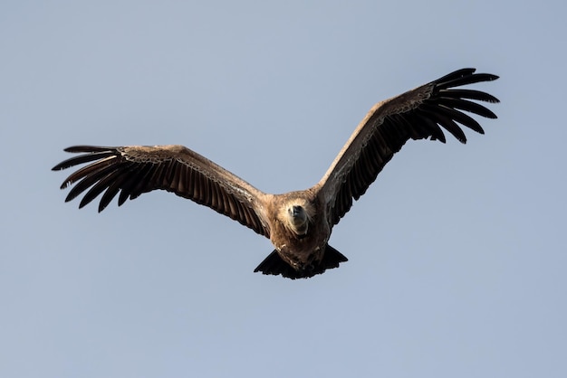 Foto griffon vulture bird in vlucht