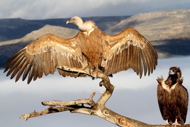 Griffon vulture and black vulture