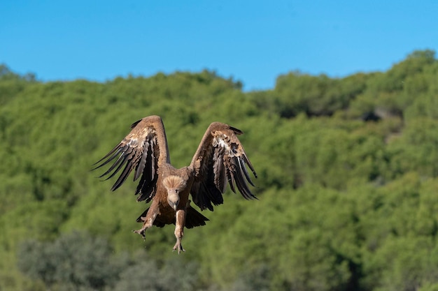 Griffon vulture or Eurasian griffon (Gyps fulvus) Malaga, Spain