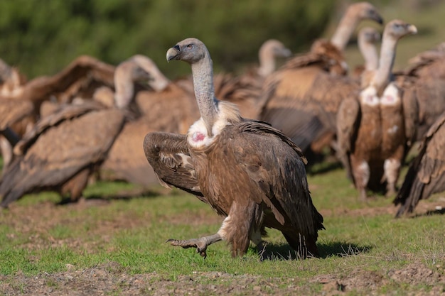 그리폰 독수리 또는 유라시아 그리폰 (Gyps fulvus) 말라가, 스페인