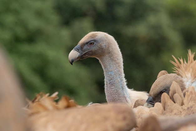 날아오르는 독수리 또는 유라시아 날아오르는 Gyps fulvus 살라망카 스페인