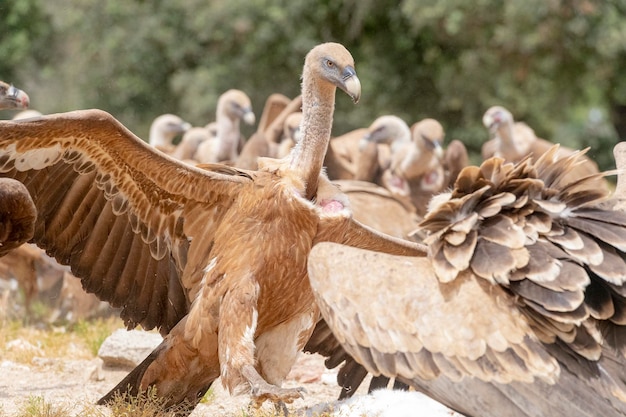 グリフォンハゲワシまたはユーラシアグリフォン Gyps fulvus サラマンカ スペイン