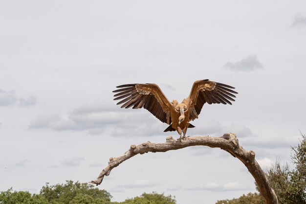 グリフォンハゲワシまたはユーラシアグリフォン Gyps fulvus サラマンカ スペイン