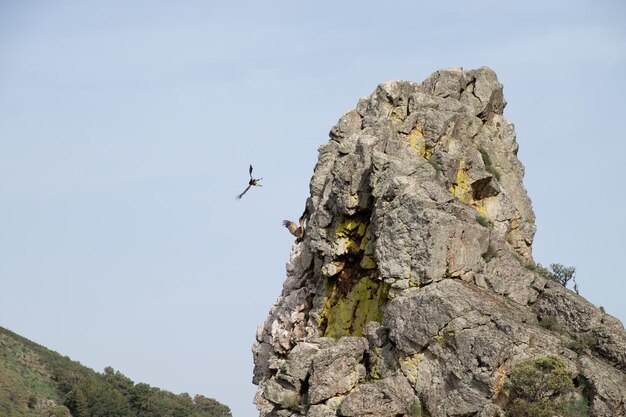 Griffon vulture flying around Salto del Gitano in Monfrague National Park Caceres Extremadura Spain