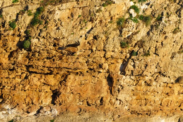 Griffon vulture flying among the granite rocks at sunrise