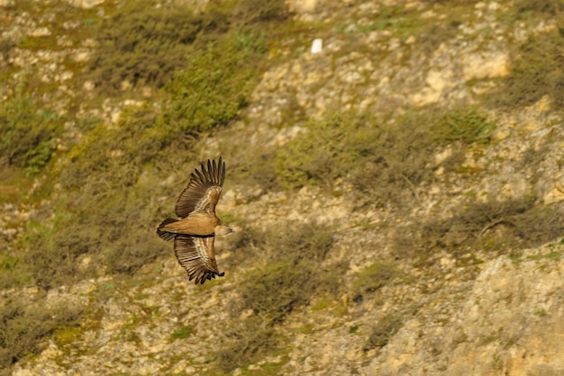 Griffon vulture flying over the trees with green leaves in spring at dusk