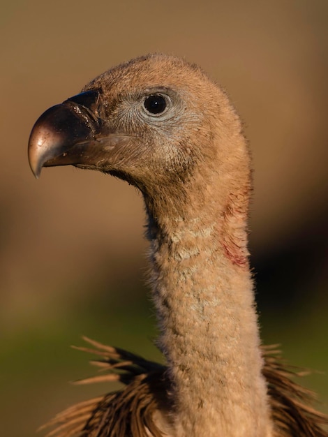 Griffon vulture Gyps fulvus Avila Spain