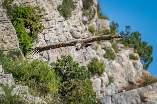 Griffon vulture (gyps fulvus) in flight, Alcoy, Valencian Community, Spain.