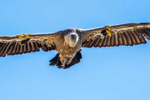 비행 중인 그리폰 독수리(gyps fulvus), Alcoy, Valencian Community, Spain.