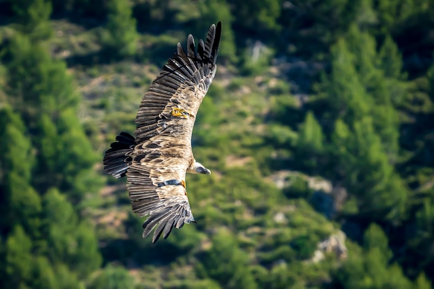 Griffon vulture (gyps fulvus) in flight, Alcoy, Valencian Community, Spain.