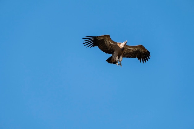 Monfrague 국립 공원 Extremadura Spain에서 비행 중인 Griffon Vulture Gyps fulvus