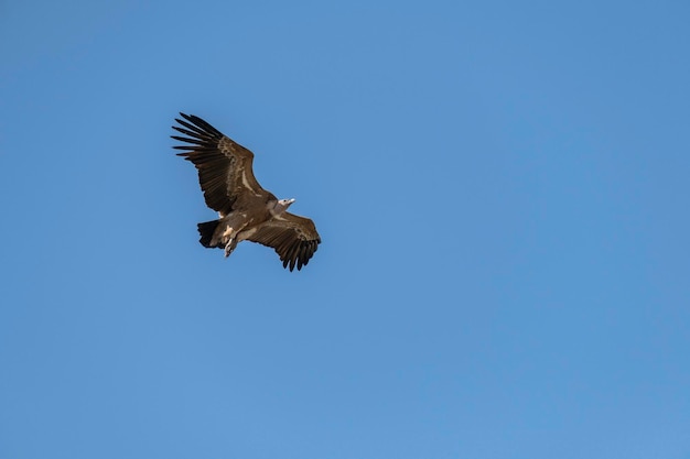 Griffon Vulture Gyps fulvus in flight in Monfrague National Park Extremadura Spain