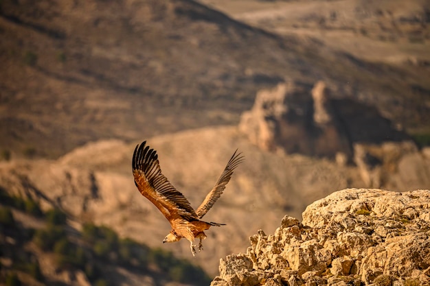 Griffon Vulture or Gyps fulvus in flight