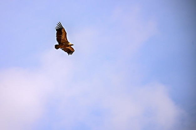 Griffon Vulture or Gyps fulvus in flight