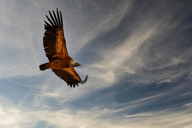 Photo griffon vulture or gyps fulvus in flight