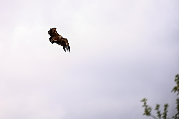 Griffon Vulture or Gyps fulvus in flight