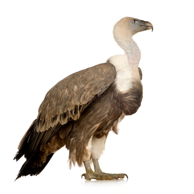 Griffon Vulture - Gyps fulvus спереди на белом изолированные