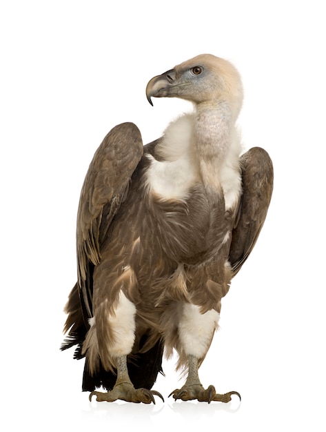 Griffon Vulture - Gyps fulvus спереди на белом изолированные