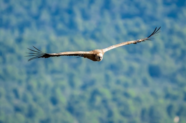 写真 飛行中のグリフォンハゲタカ（gyps fulvus）、アルコイ、バレンシアコミュニティ、スペイン。