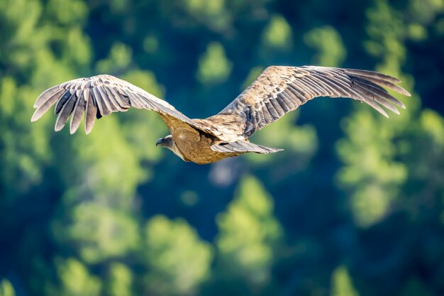 飛行中のグリフォンハゲタカ（gyps fulvus）、アルコイ、バレンシアコミュニティ、スペイン。