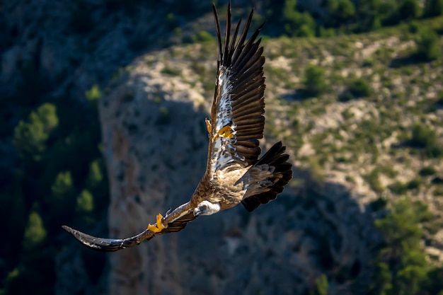 Фото Белоголовый сип (gyps fulvus) в полете, алькой, валенсия, испания.