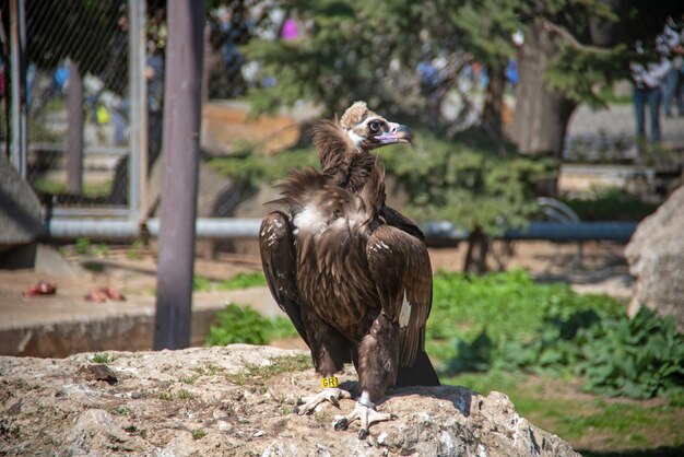 L'avvoltoio (gyps fulvus) è una grande razza di avvoltoio del vecchio mondo nello zoo