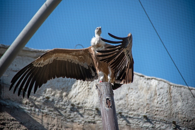 Стервятник (Gyps fulvus) - крупный стервятник Старого Света в зоопарке.