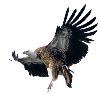 Griffon vulture - gyps fulvus isolato su bianco