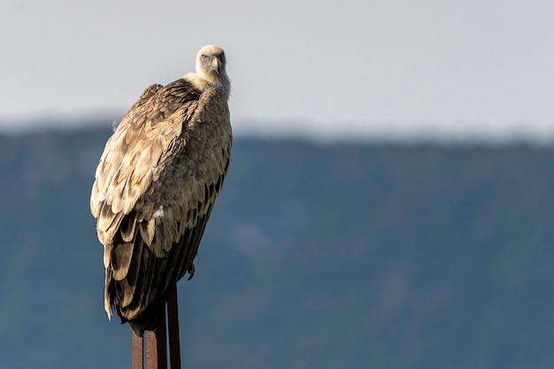 Griffon vulture (gyps fulvus) perched on a pole